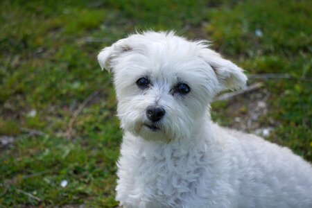 White canine pet photo
