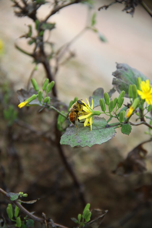 Bee flower insect