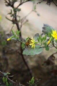 Bee flower insect