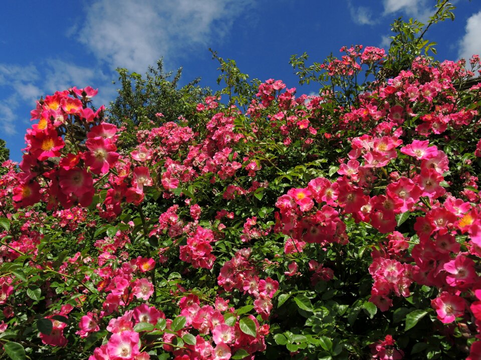 Rose flower red rose red