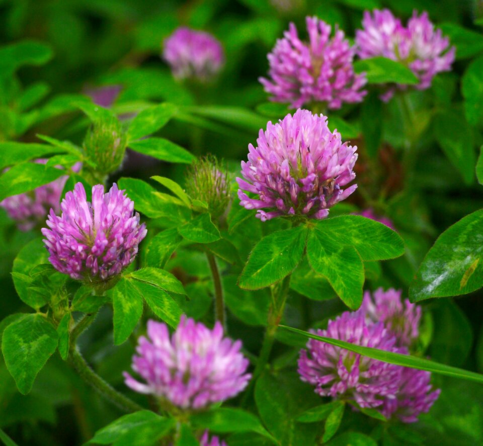 Pink flowers trefoil photo