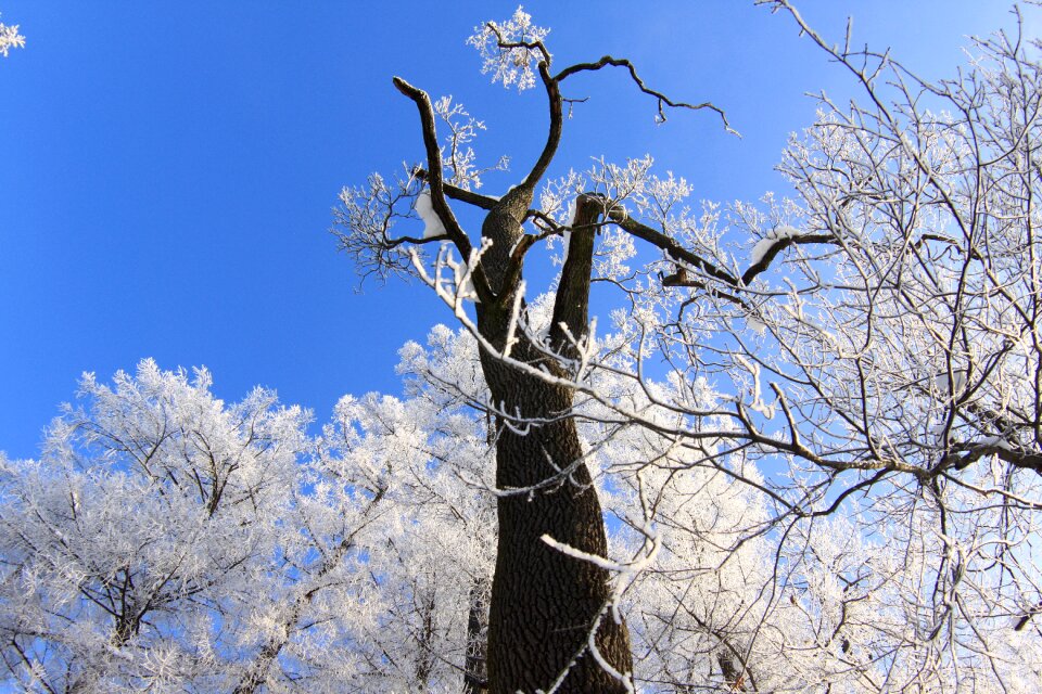 The palace ensemble tsarskoe selo snow frost