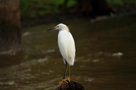 Bird louisiana swamp