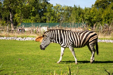 Nature animal africa photo