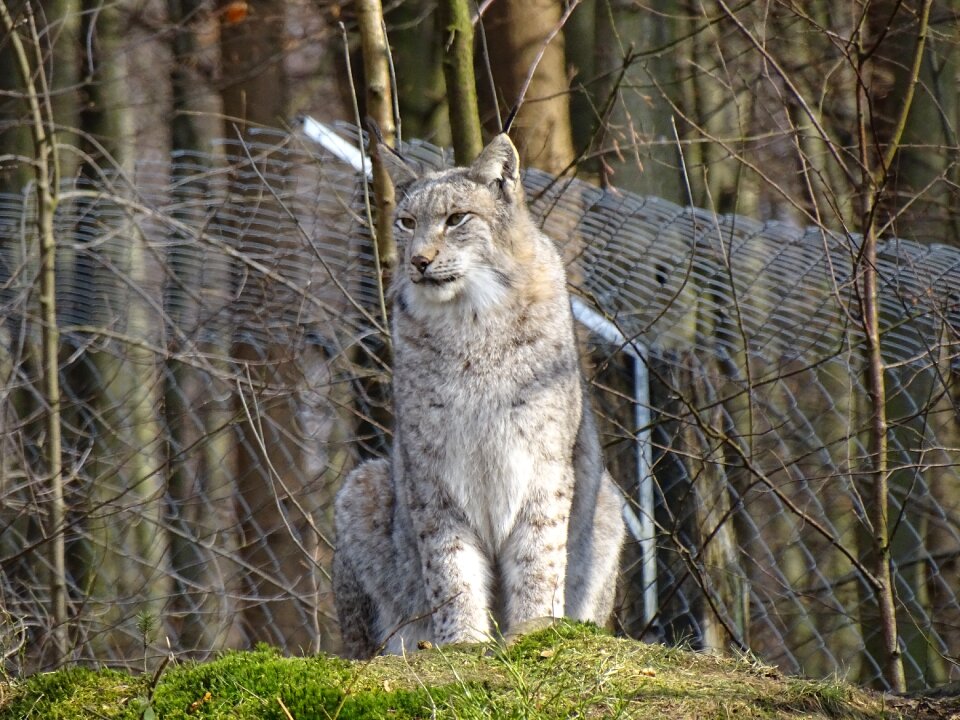 Wildcat zoo animal world