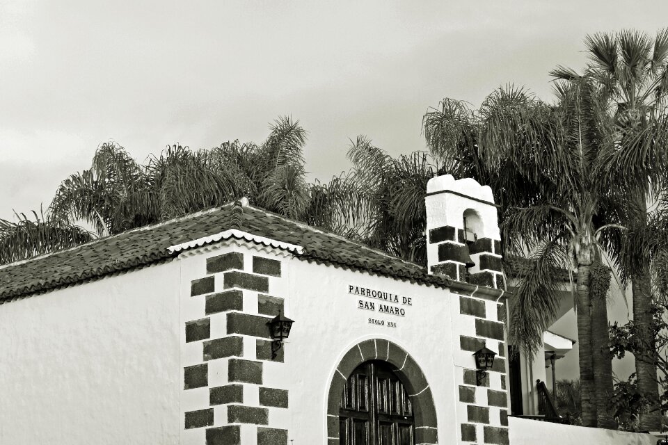 Architecture palm trees white houses photo