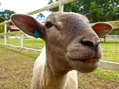 Face woolly cute
