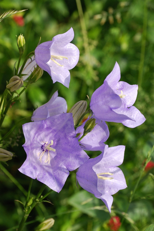 Blue flower canterbury bell blue bellflower