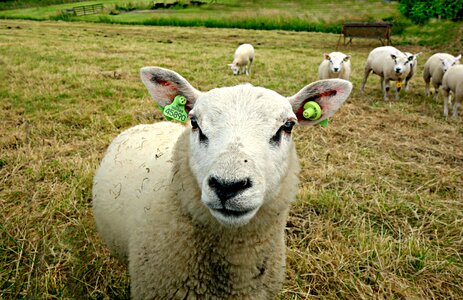 Wool sheep milk sheep cheese photo