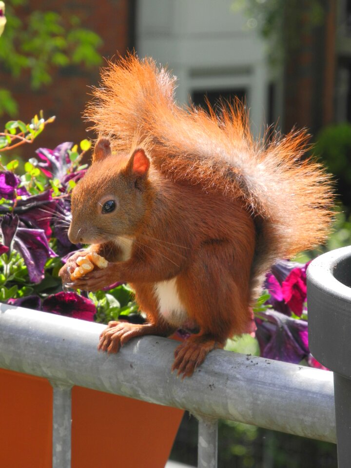 Please appreciate squirrel balcony