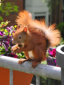 Please appreciate squirrel balcony photo