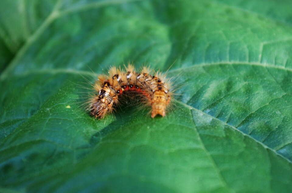Caterpillar hairy on a sheet