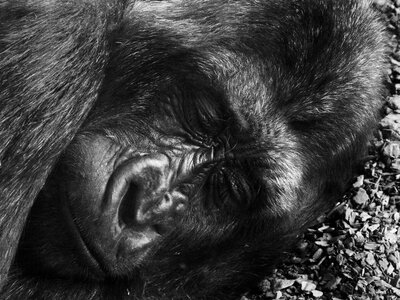 Animals nature sleep