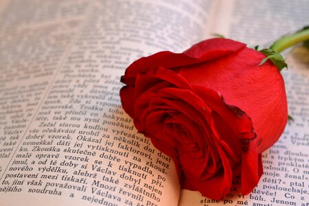 Book rose open book