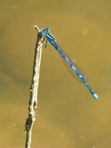 Pond wetland beauty