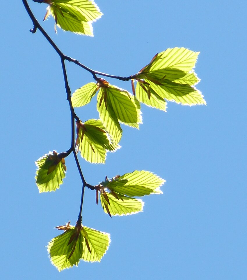 Branch nature green