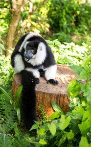 Animal mammal one