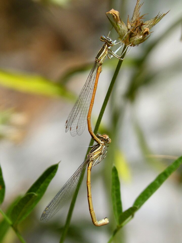 Copulation mating insects mating