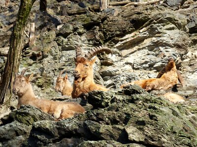 Fauna stones resting