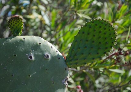 Prickly green botany
