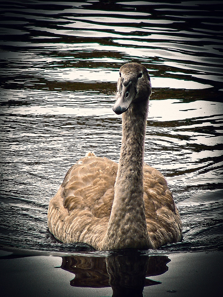Water water bird animal world