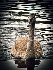 Water water bird animal world