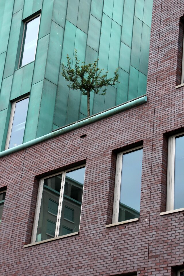 Tree in the house house tree