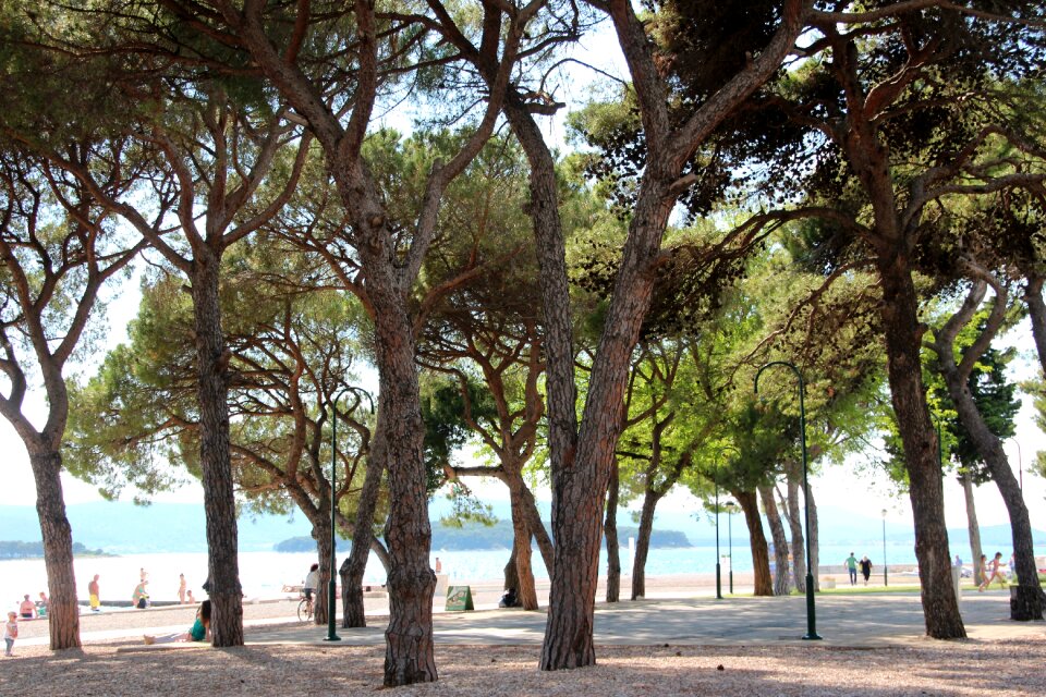Beach trees light
