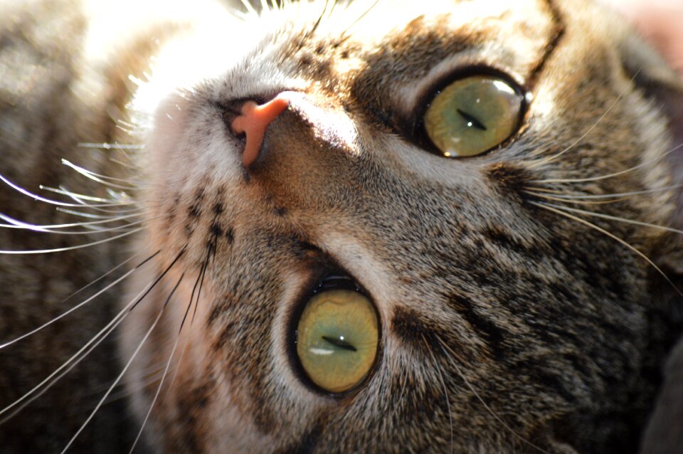 Feline animal pet