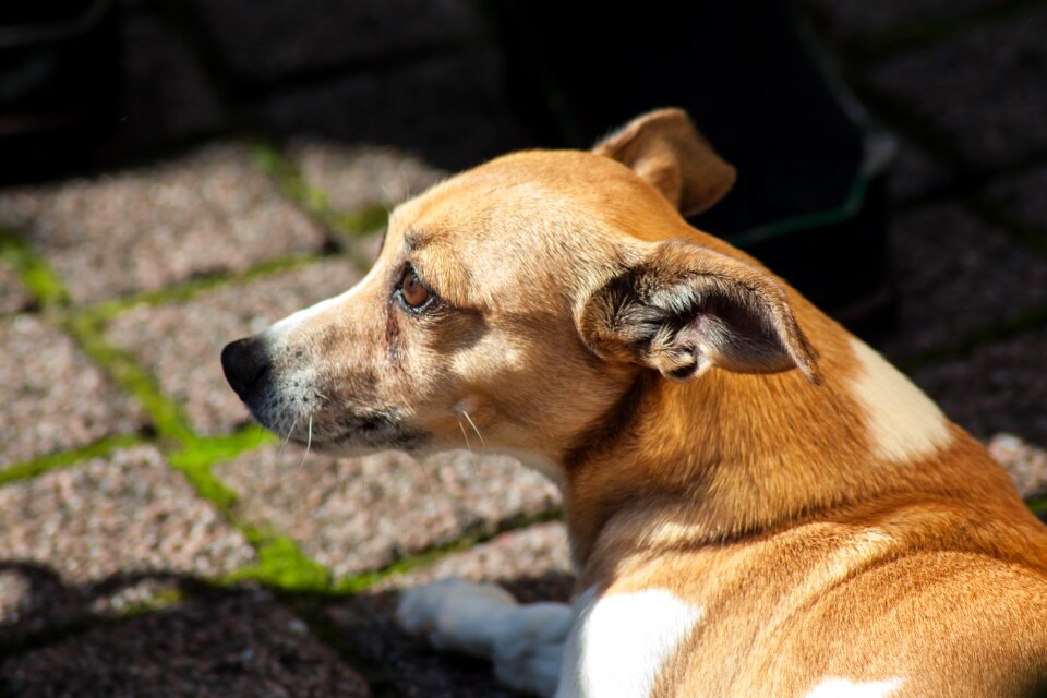 Animal doggy animals