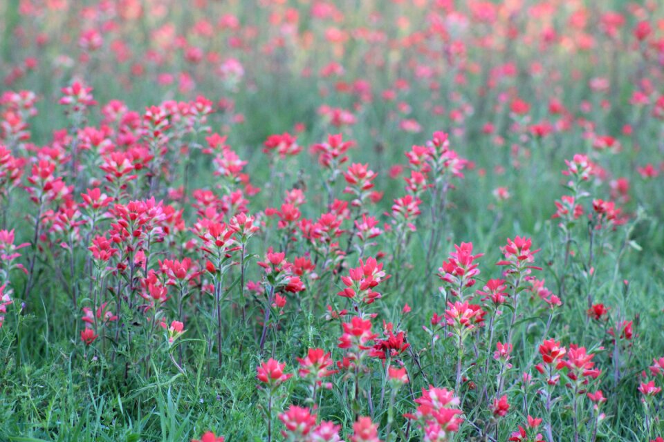 Field spring nature