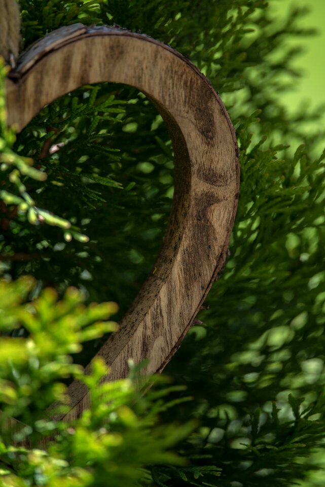 Tree of life plant close up