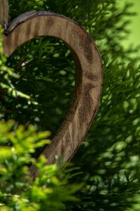 Tree of life plant close up
