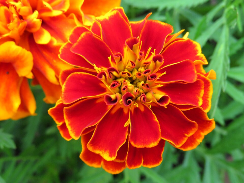 Garden plant summer