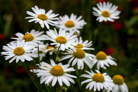 Wild flower meadow meadow margerite wild flowers photo