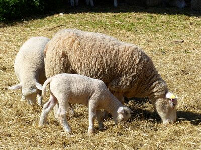 Hay farm summer photo