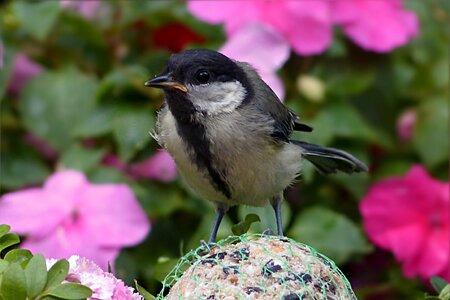 Bird young foraging garden