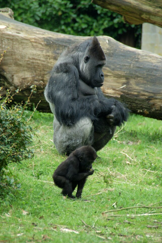 Animals fauna baby gorilla