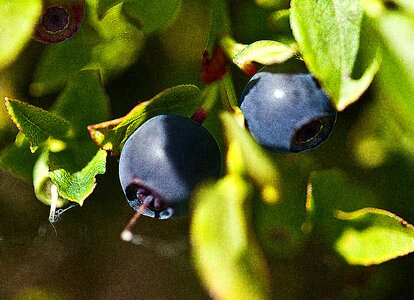 Forest fruits blueberries nature photo