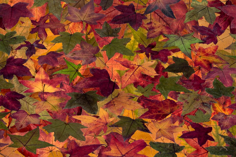 Tree leaf fall leaves dry