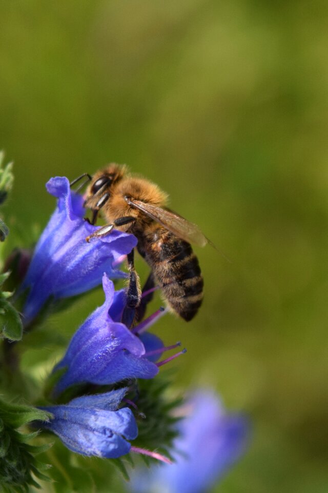 Food pollen collect