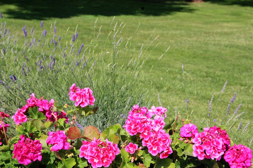 Bloom garden spring