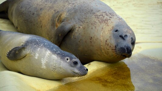 Seal station mammal seal breeding station