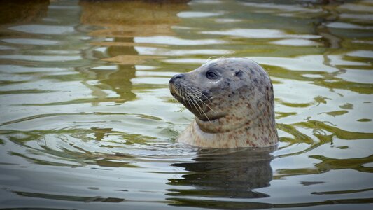 Mammal seal breeding station meeresbewohner