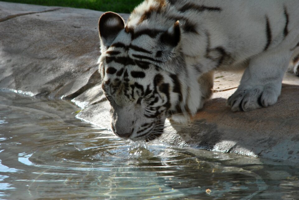 White animals wild