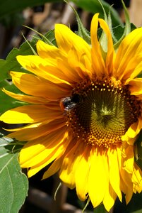 Sunflower flower sunflowers