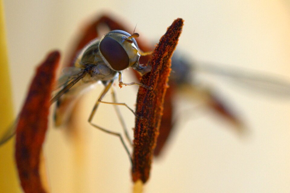 Hover fly face animal