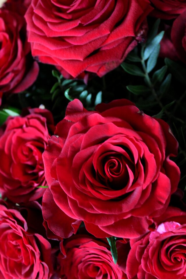 Rose blossom bloom