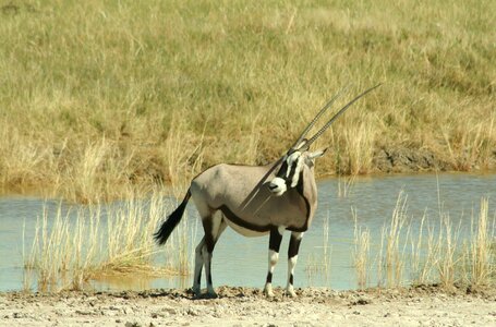 Namibia grazing antelope photo