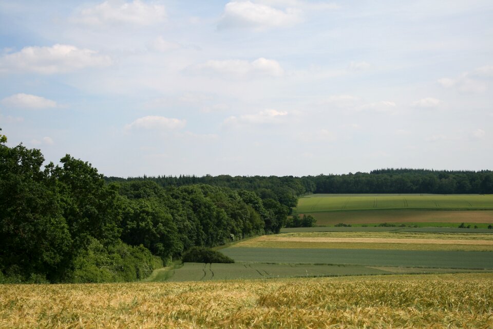 Landscape summer arable